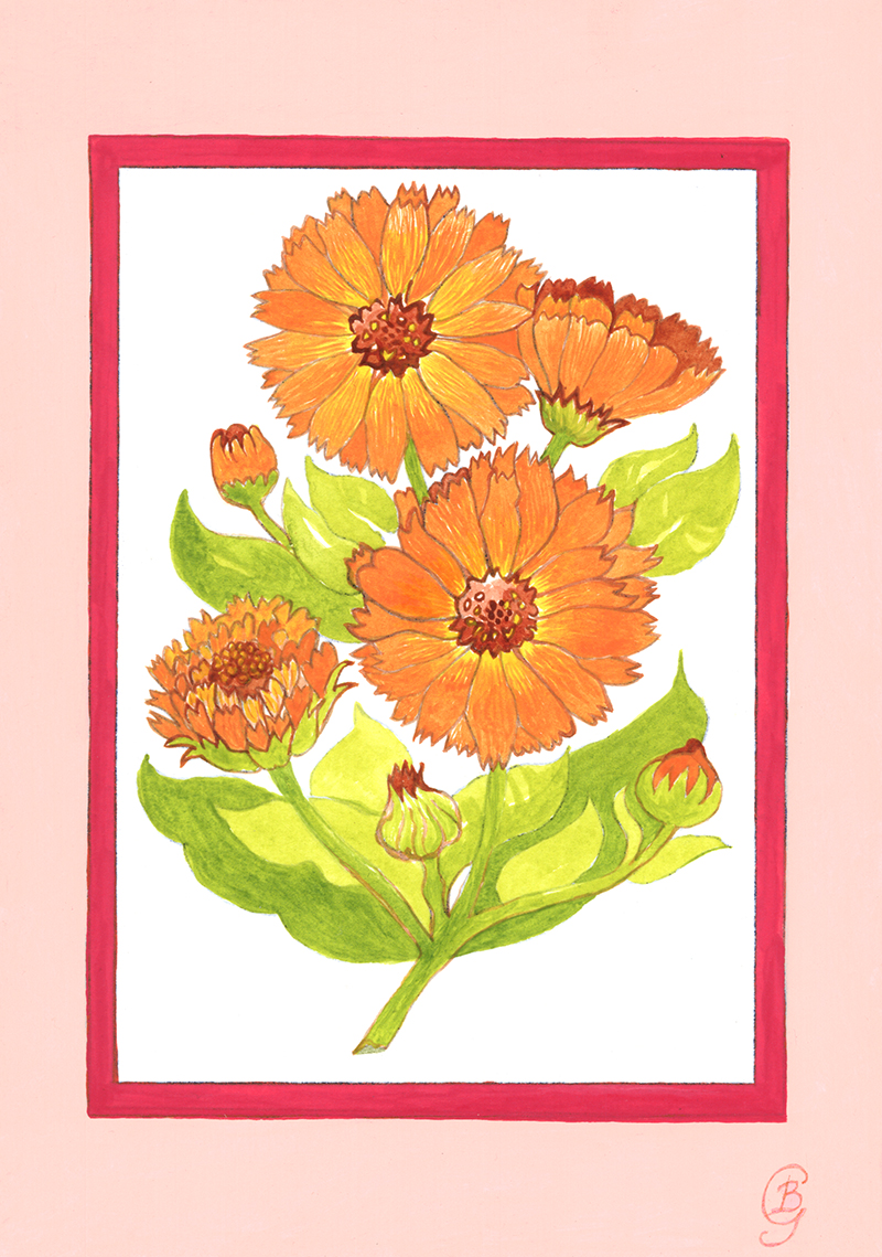 Print entitled Marigold by Bronwen Glazzard